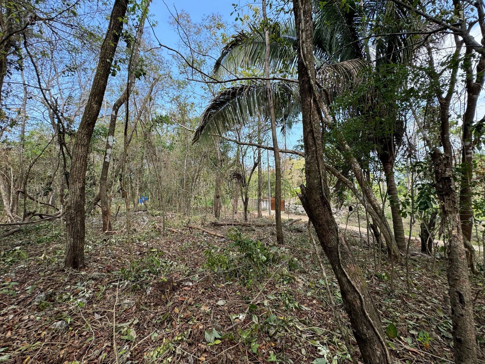 Large Santa Teresa Lot — photo 11 of 18