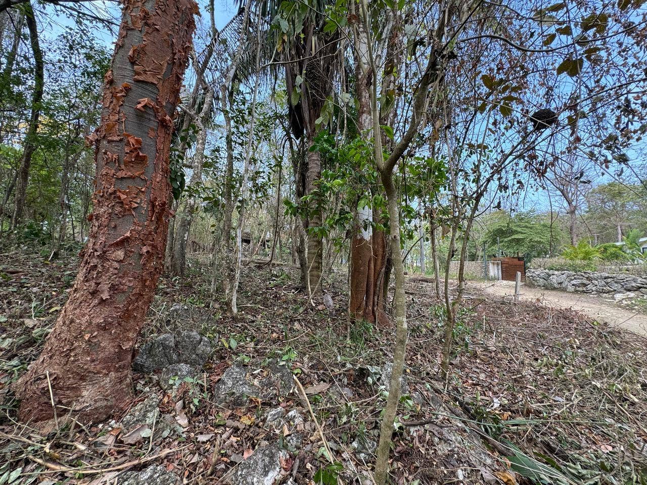 Large Santa Teresa Lot — photo 13 of 18