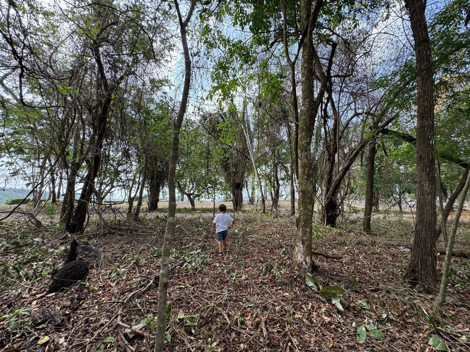 Large Santa Teresa Lot — photo 14 of 18