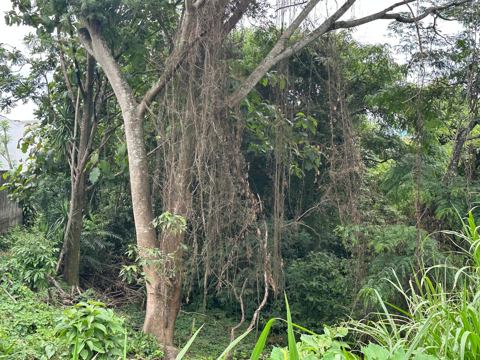 Lot in San Lorenzo — photo 4 of 18