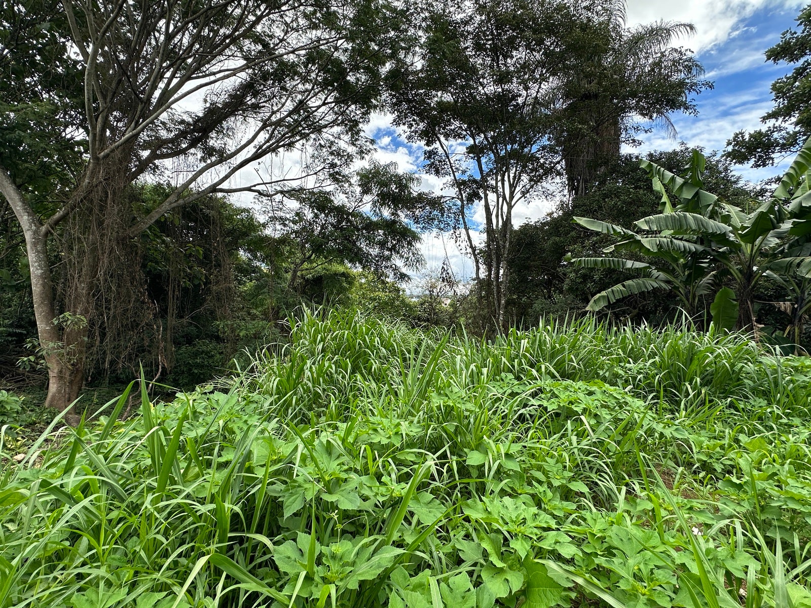 Lot in San Lorenzo — photo 5 of 18
