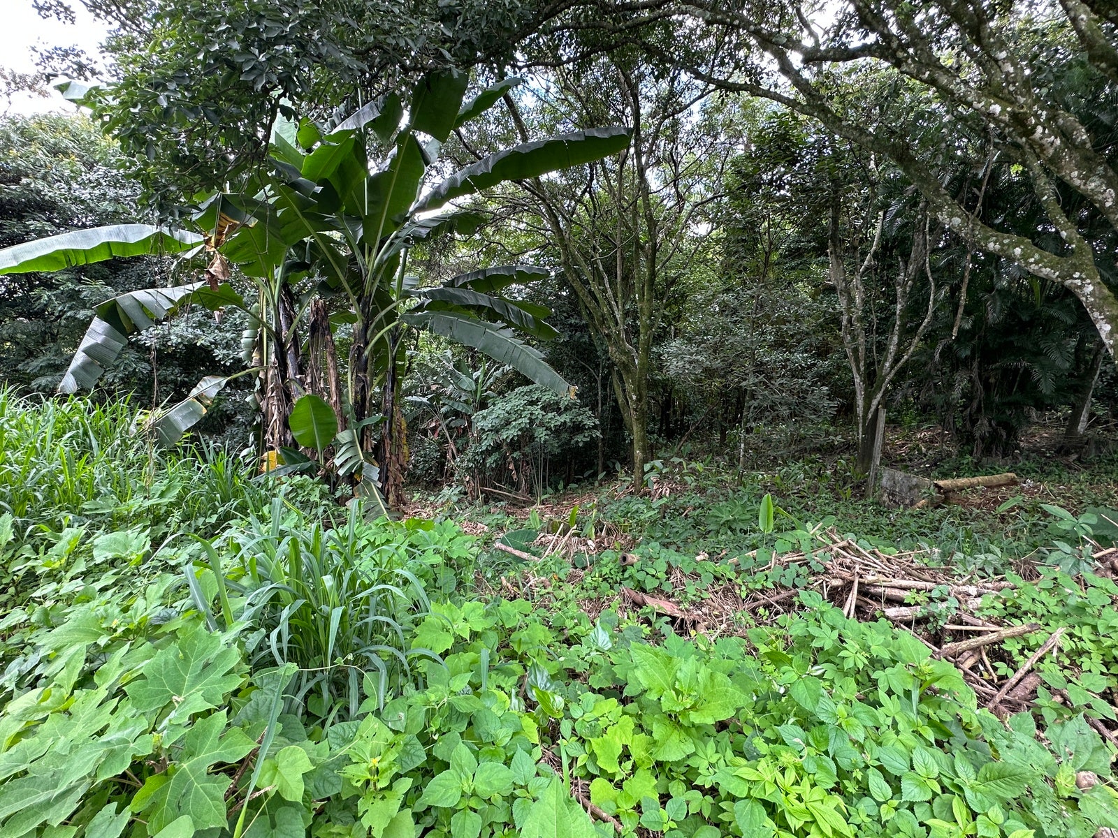 Lot in San Lorenzo — photo 2 of 18