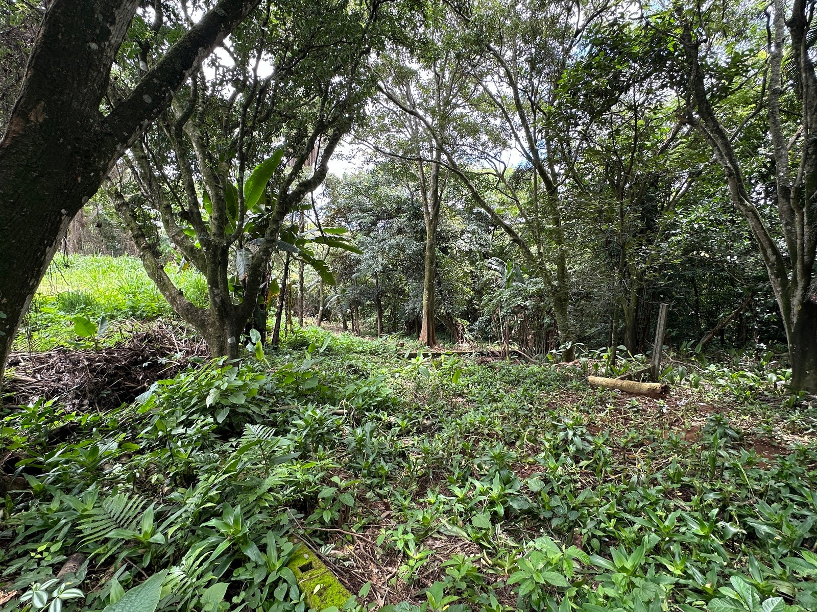 Lot in San Lorenzo — photo 6 of 18