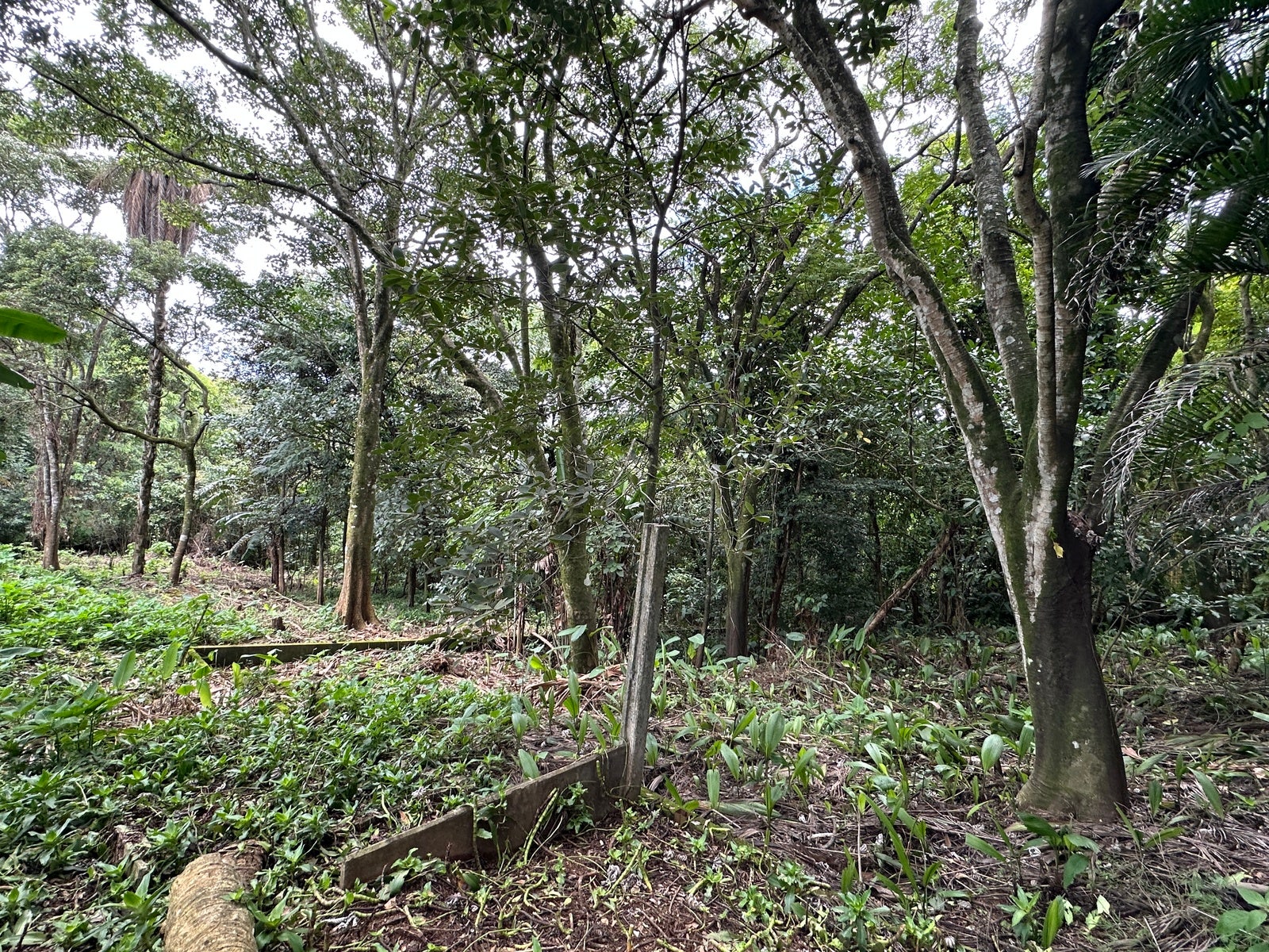 Lot in San Lorenzo — photo 10 of 18