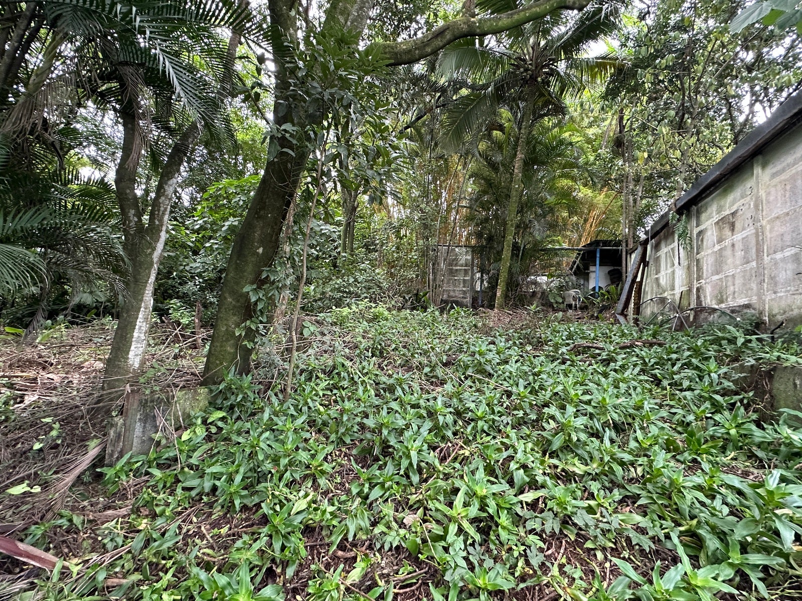 Lot in San Lorenzo — photo 12 of 18