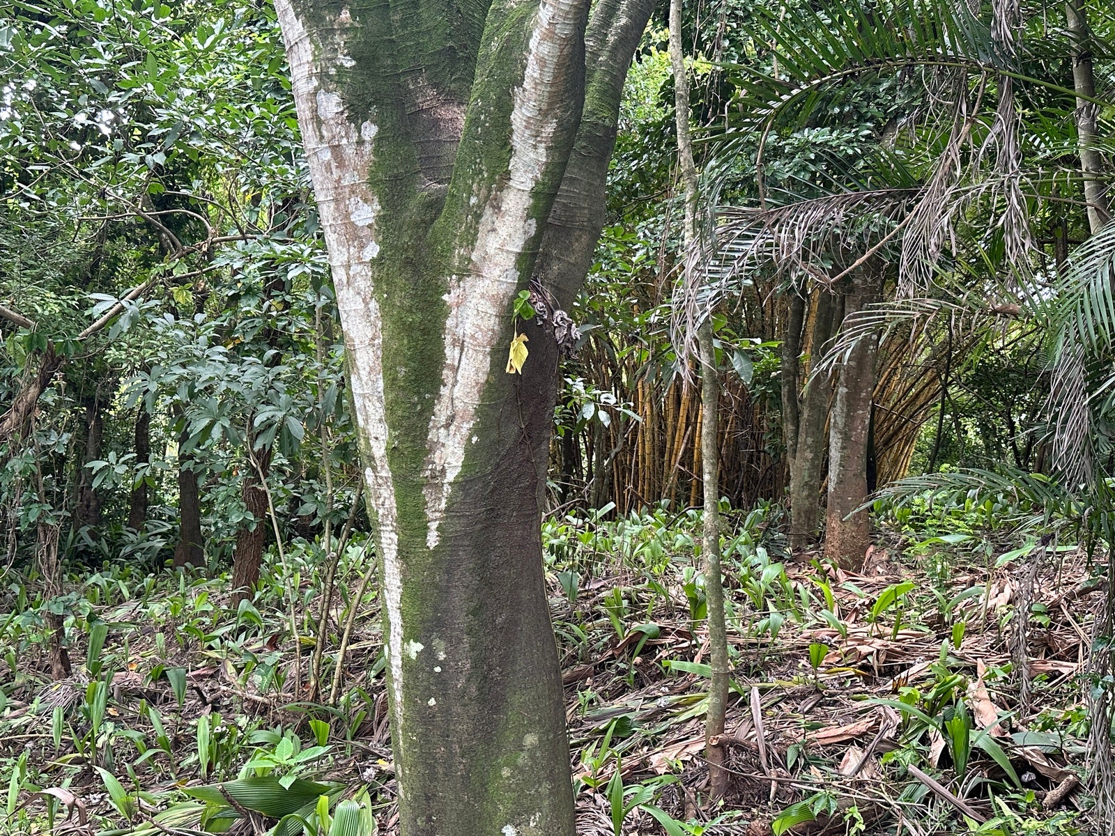 Lot in San Lorenzo — photo 15 of 18
