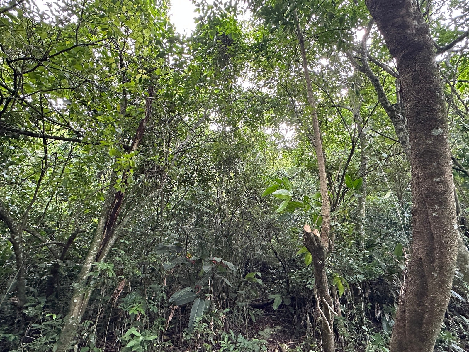 Panoramic View Mountain Serenity Estate — photo 10 of 19