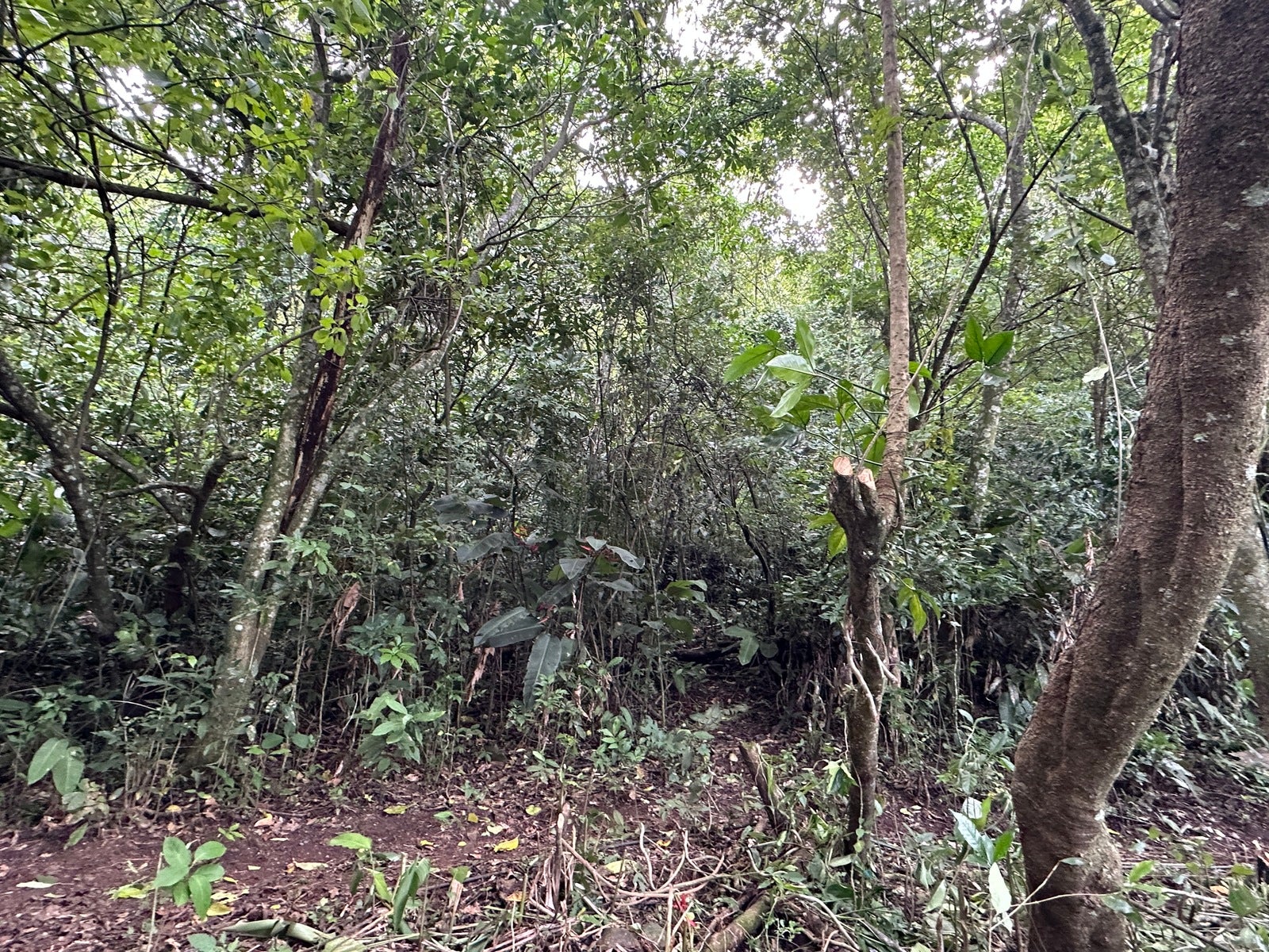 Panoramic View Mountain Serenity Estate — photo 11 of 19