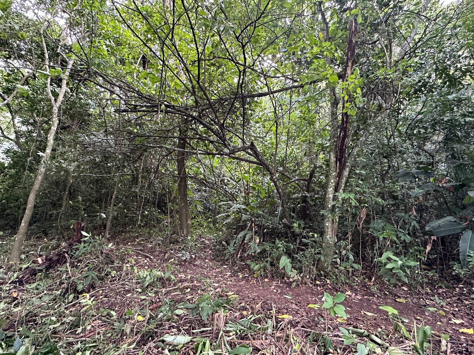 Panoramic View Mountain Serenity Estate — photo 12 of 19