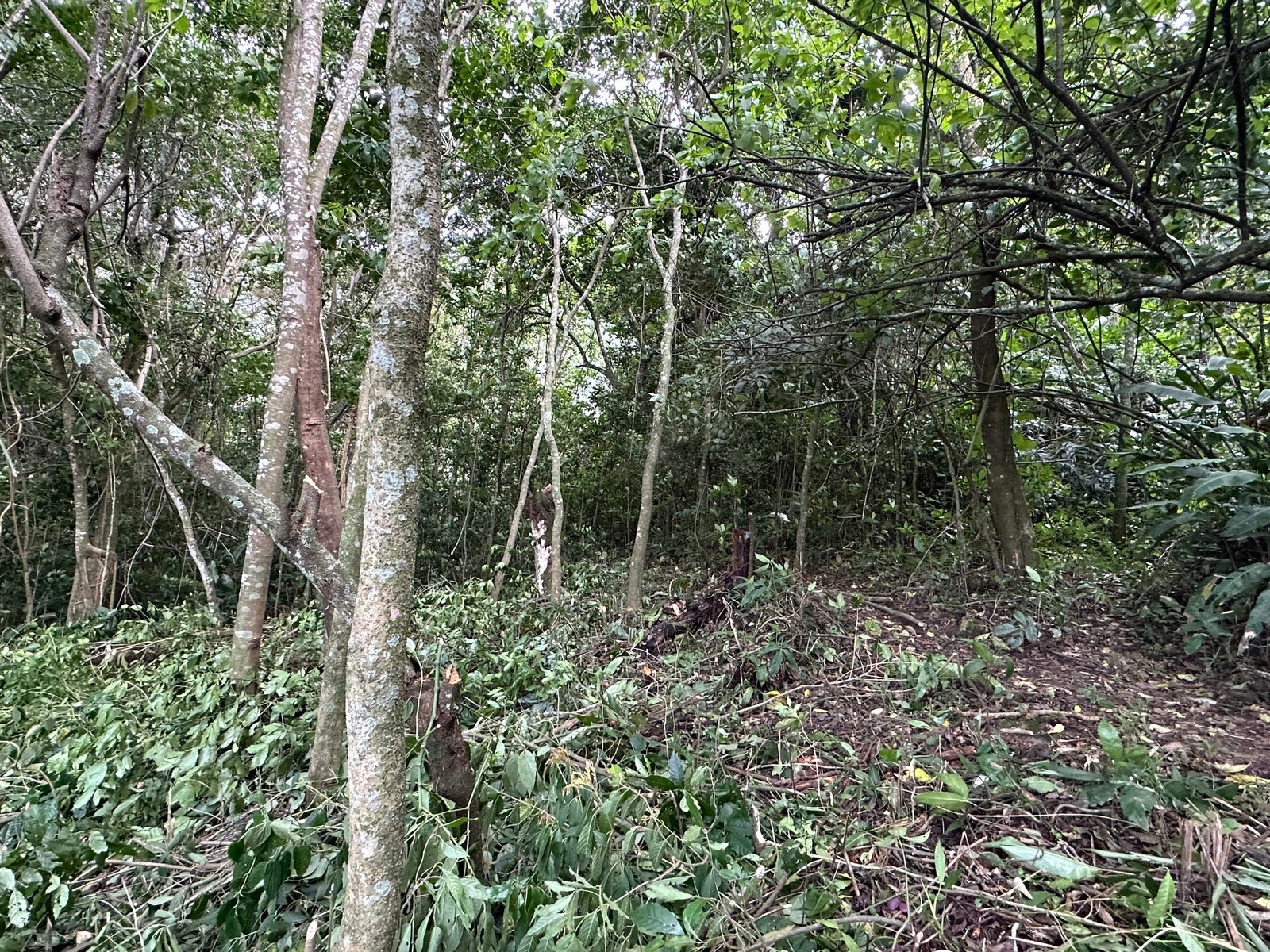 Panoramic View Mountain Serenity Estate — photo 13 of 19