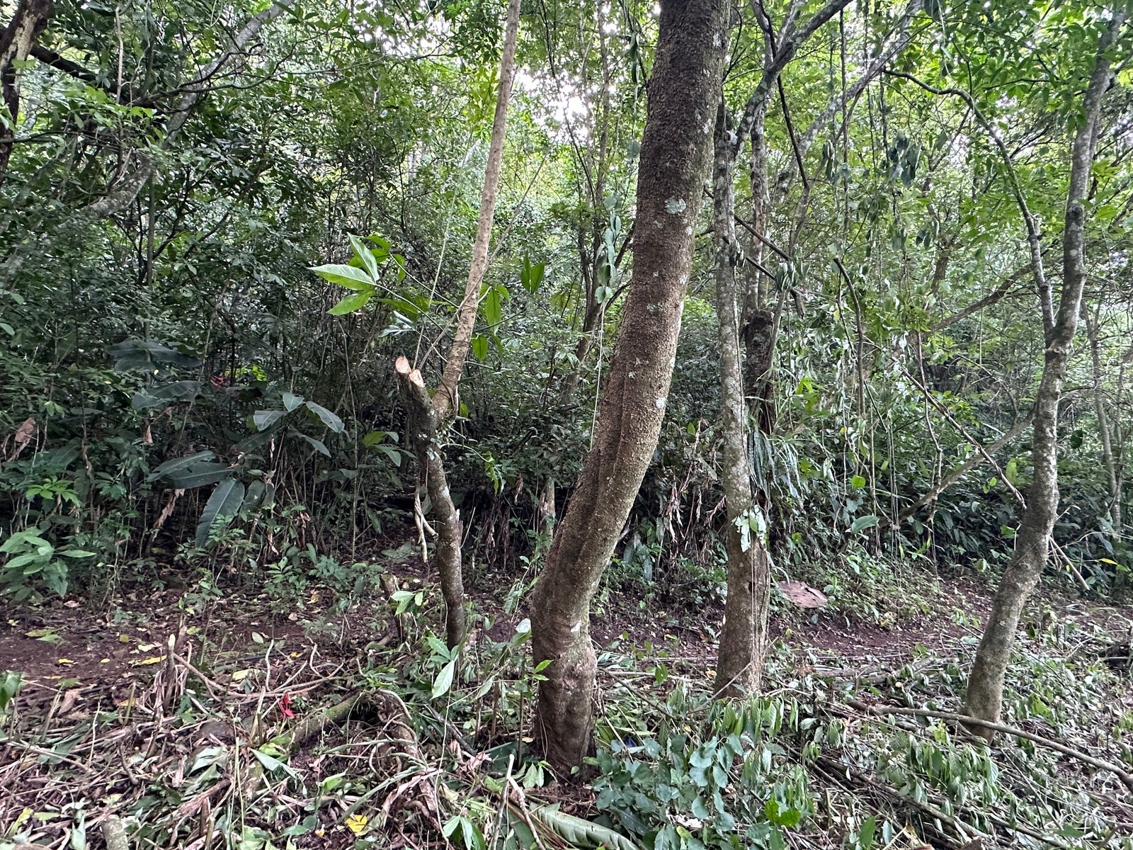Panoramic View Mountain Serenity Estate — photo 14 of 19