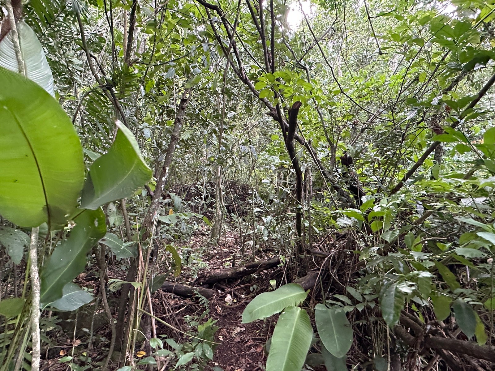 Panoramic View Mountain Serenity Estate — photo 16 of 19