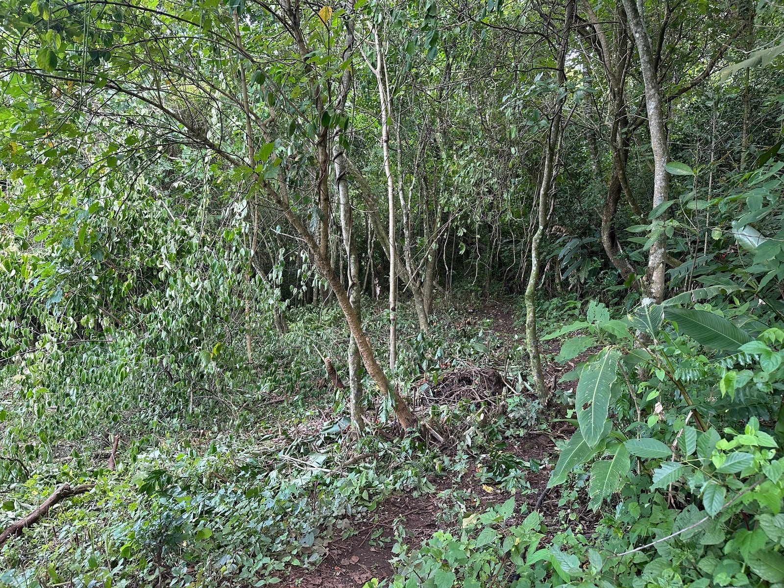 Panoramic View Mountain Serenity Estate — photo 19 of 19