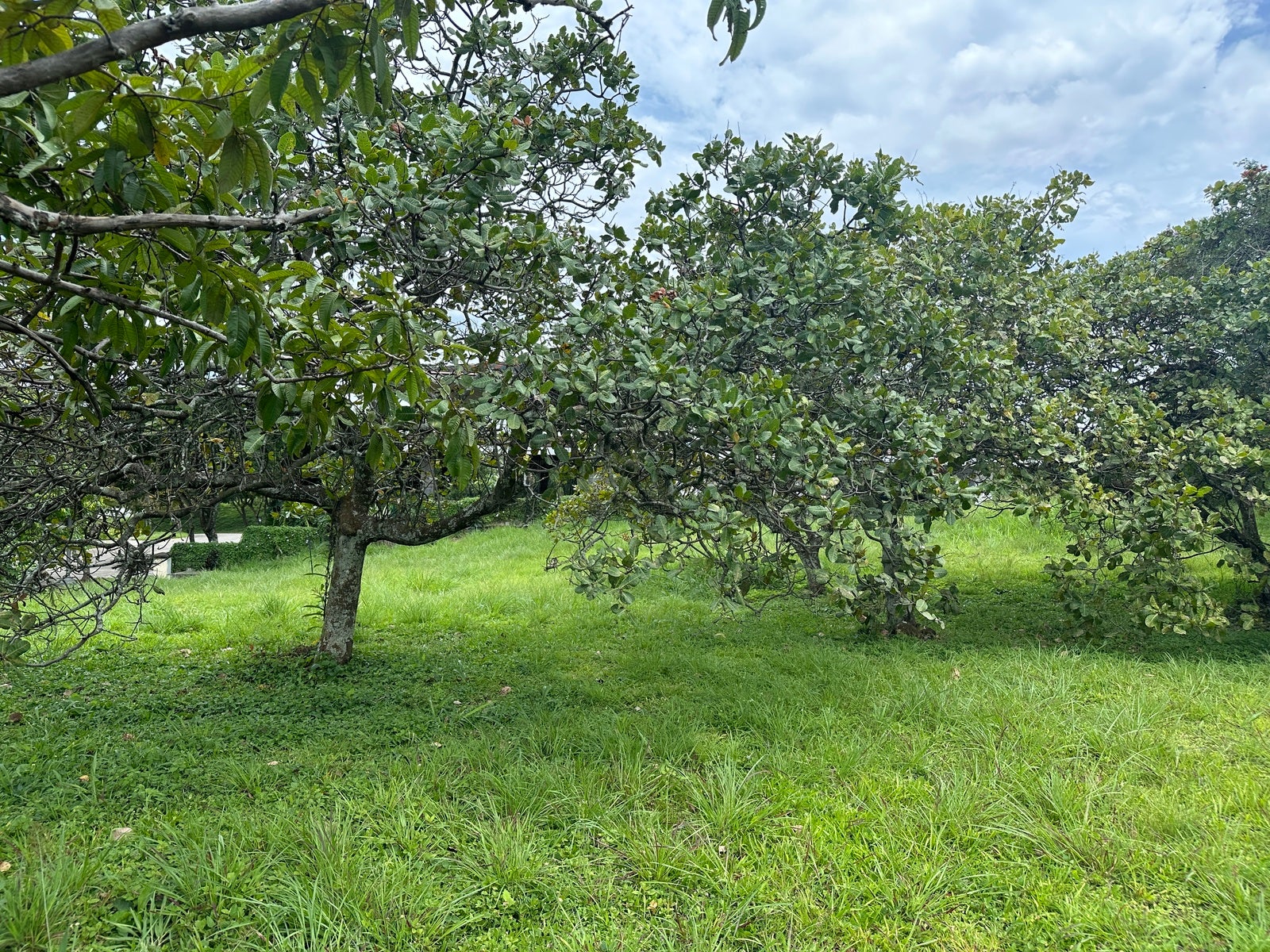 Premium Lot in First Phase of Hacienda Espinal — photo 16 of 19