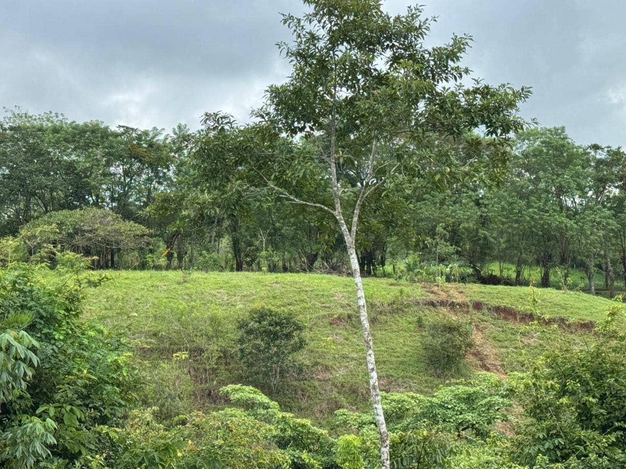 Large Flat Lot in Residential Neighborhood, San Isidro, Santa Teresa, Cobano, Puntarenas, Puntarenas, Costa Rica 60111