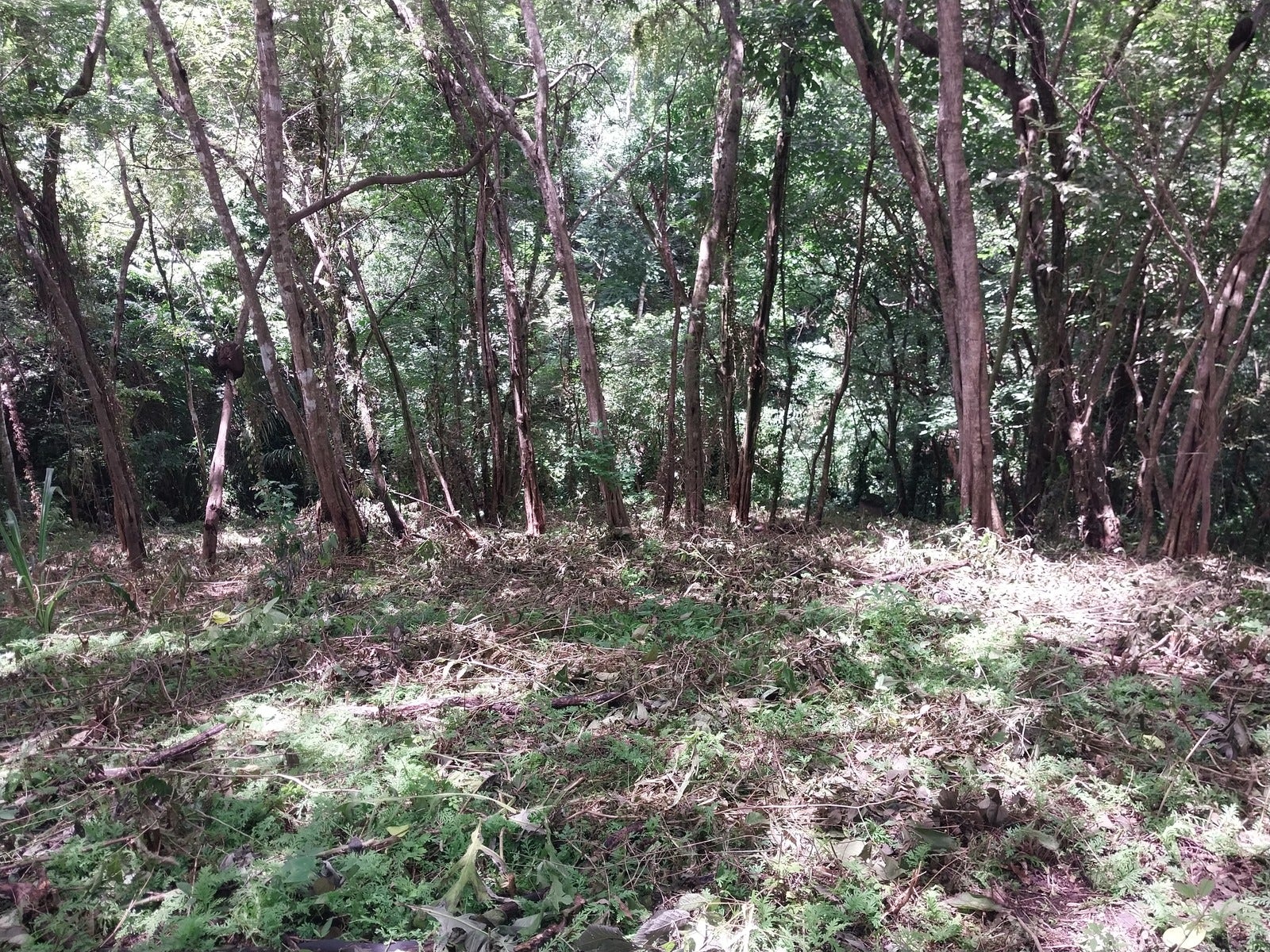 Beautiful Commercial and Residential Lot Santiago, Santiago, Santa Teresa, Cobano, Puntarenas, Puntarenas, Costa Rica 60111