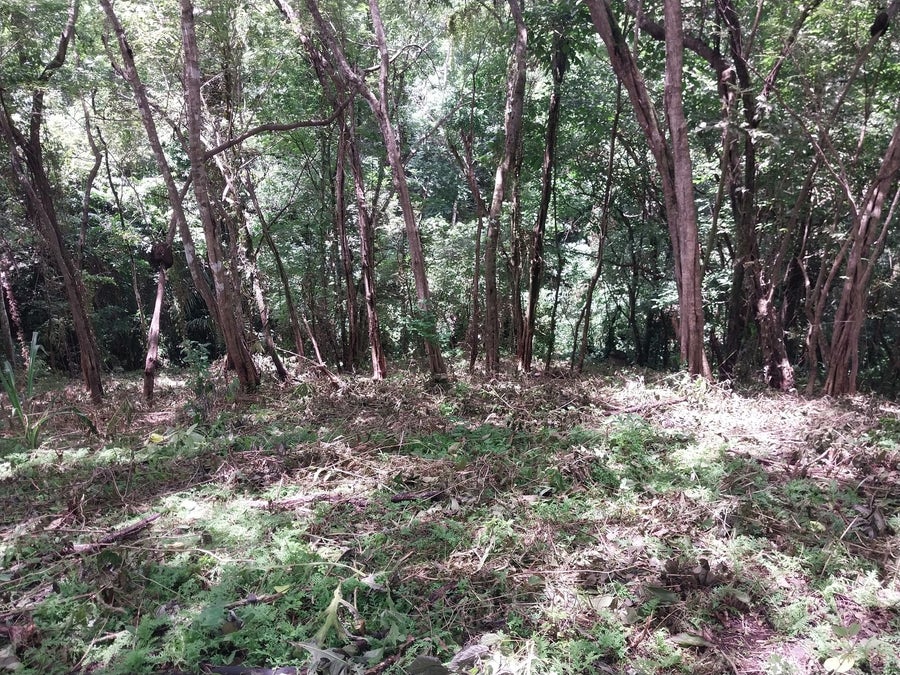 Property photo for Beautiful Commercial and Residential Lot Santiago, Santiago, Santa Teresa, Cobano, Puntarenas, Puntarenas, Costa Rica