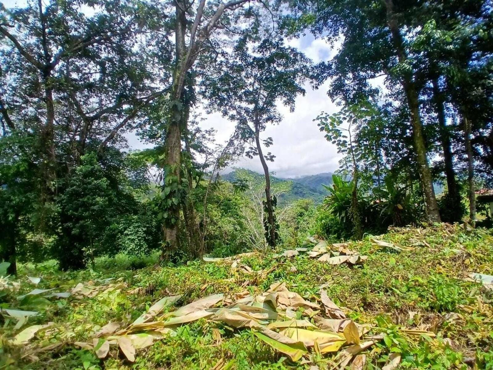 Residential Lot For Sale, Ojochal, Puerto Cortes, Osa, Puntarenas, Costa Rica 60501