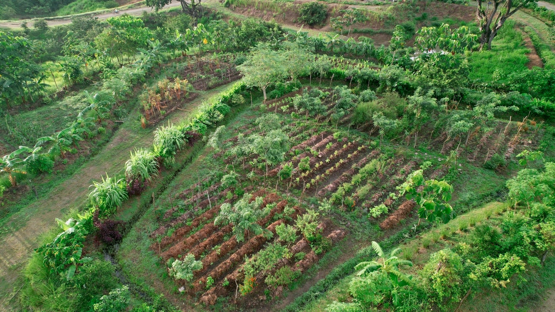 Jungle View Lots at The Ark — photo 6 of 19