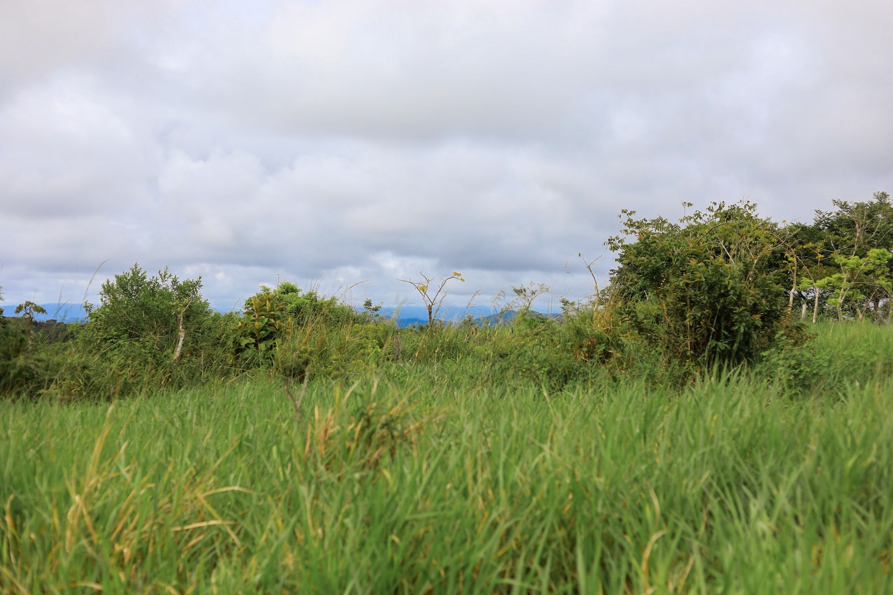 Jungle View Lots at The Ark — photo 18 of 19