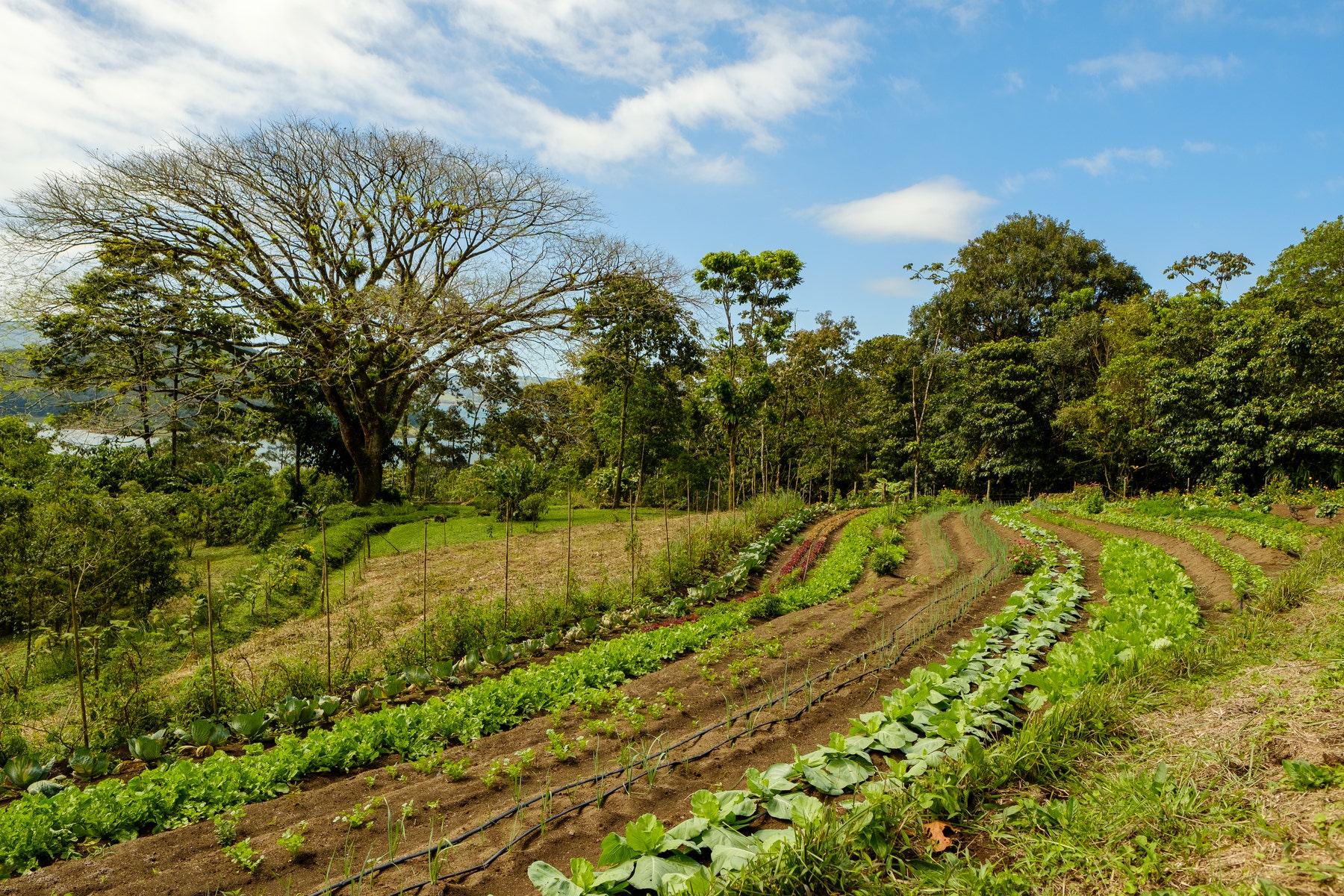 Lakefront Sustainable Farm — foto 9 de 10