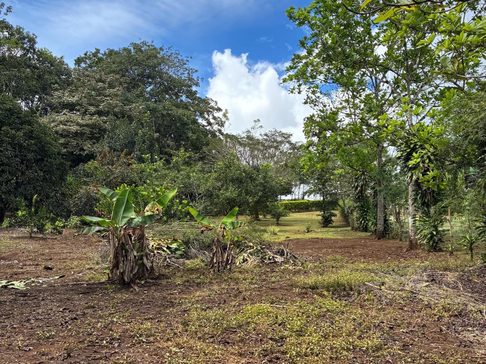 Private Lot With Fruit Trees And Beautiful Mountain Views, Perez Zeledon, Perez Zeledon, San Jose, Costa Rica 60504