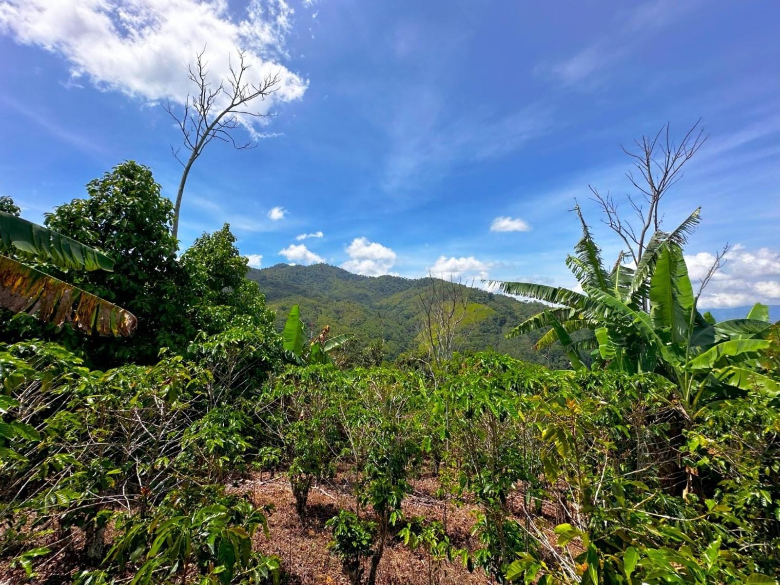 Cool Climate Farm With Stunning Views, Rivas, Perez Zeledon, Rivas, Perez Zeledon, San Jose, Costa Rica 11904, Rivas