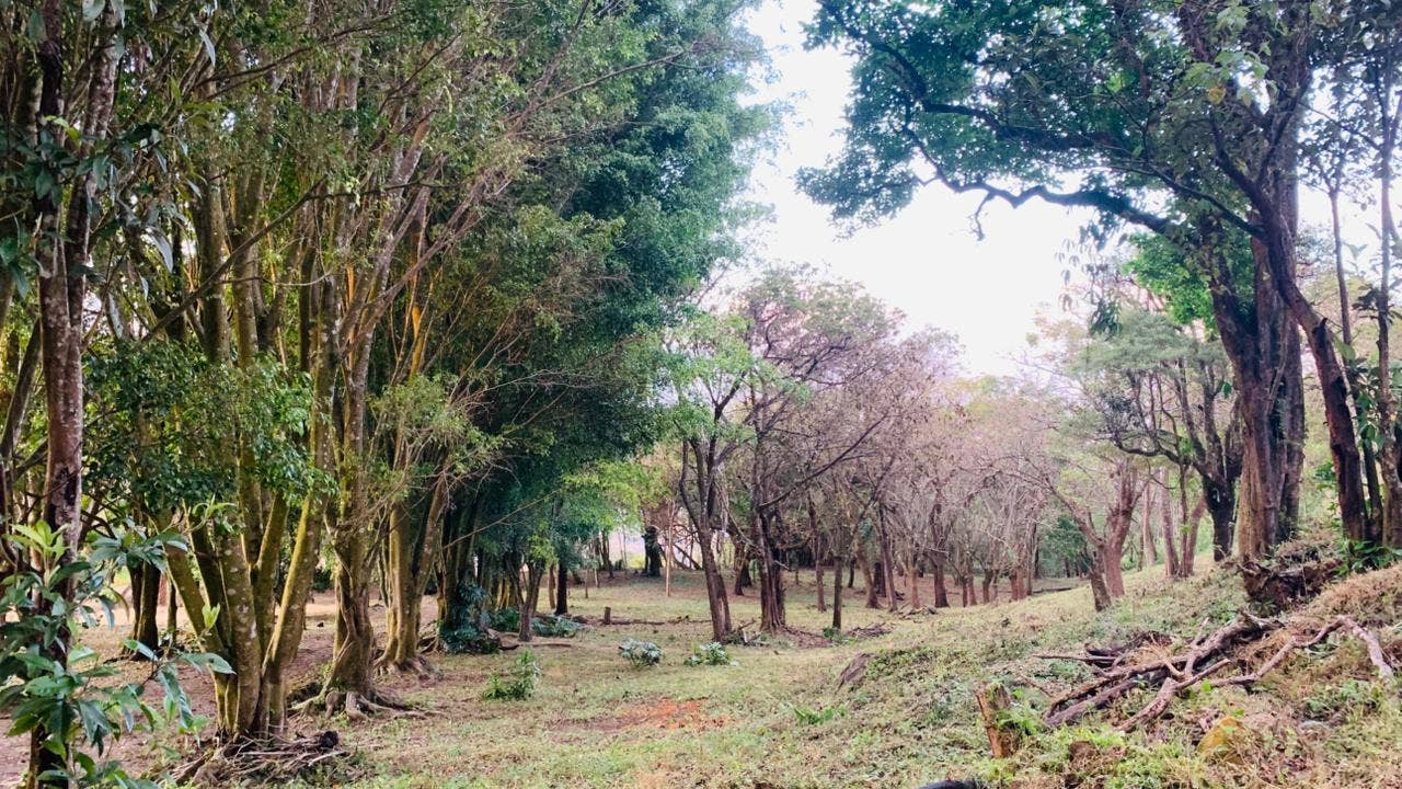 7 hectare Mountain Estate — photo 4 of 5