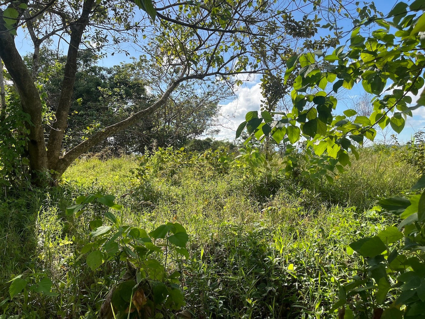 Flat Ocean View Lot — photo 2 of 12