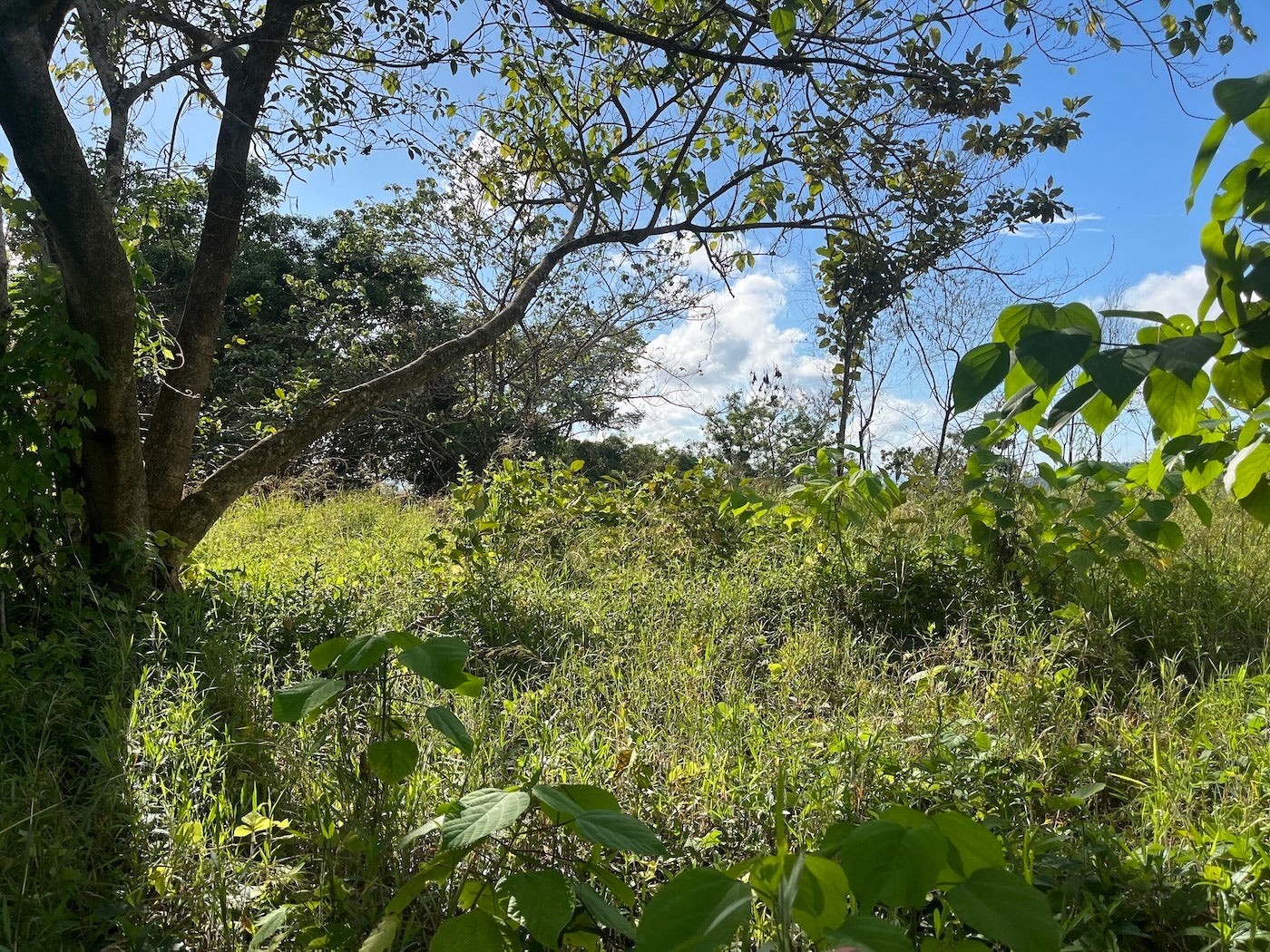 Flat Ocean View Lot — photo 8 of 12