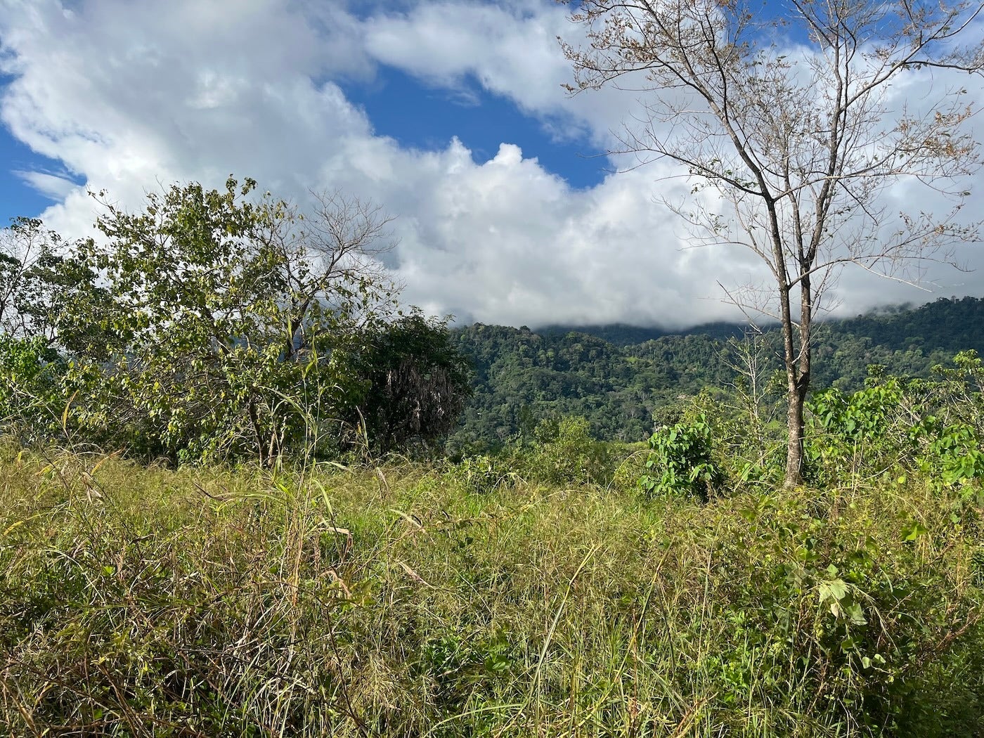 Flat Ocean View Lot — photo 4 of 12