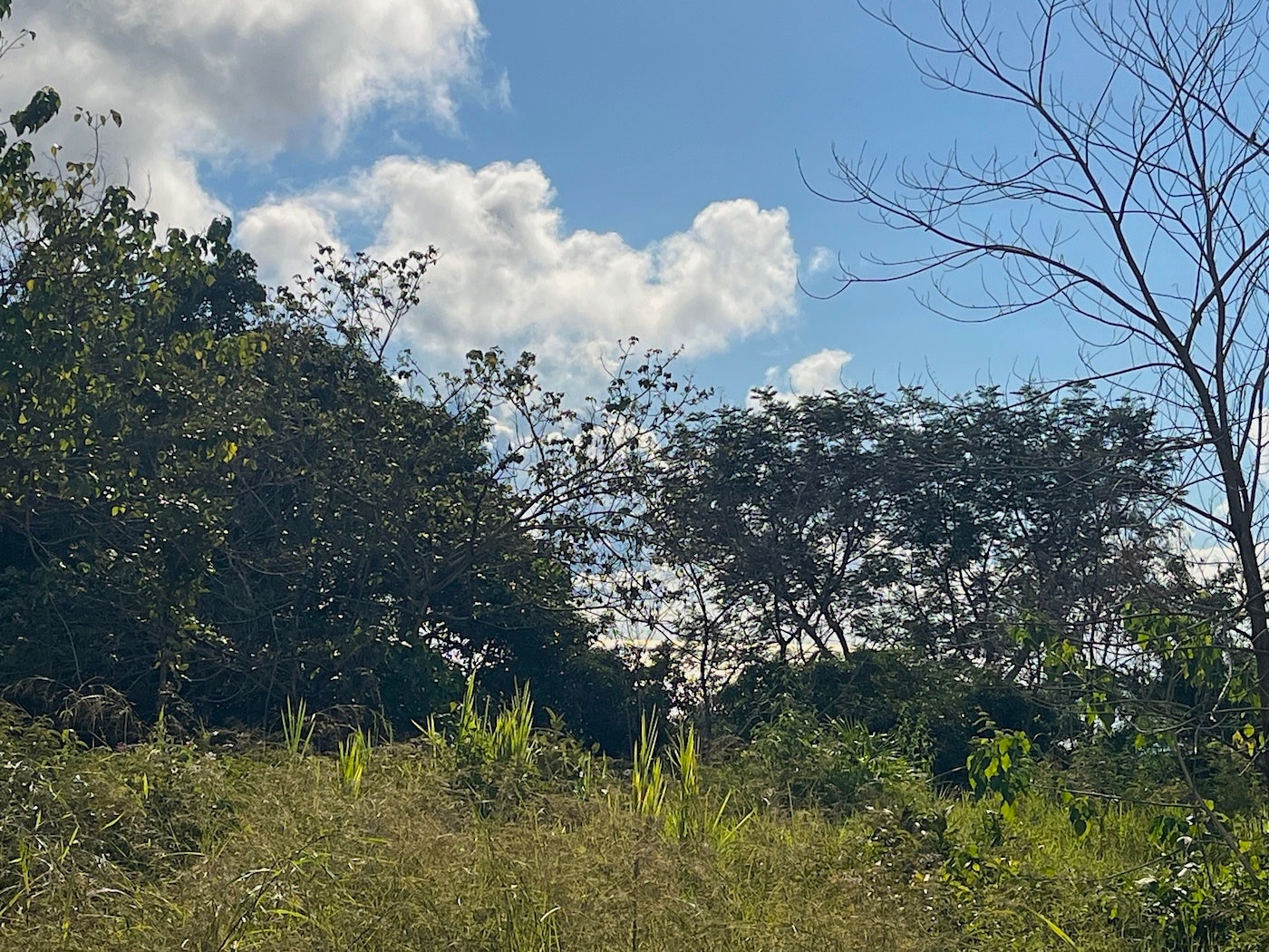 Flat Ocean View Lot — photo 5 of 12