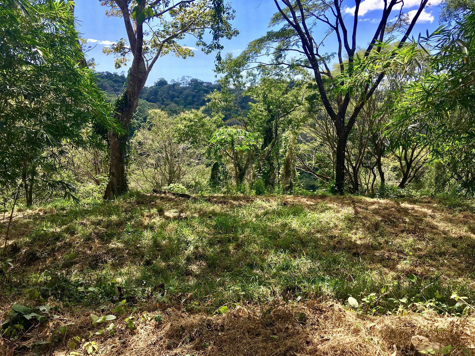 Santiago Jungle View Lot — photo 2 of 7