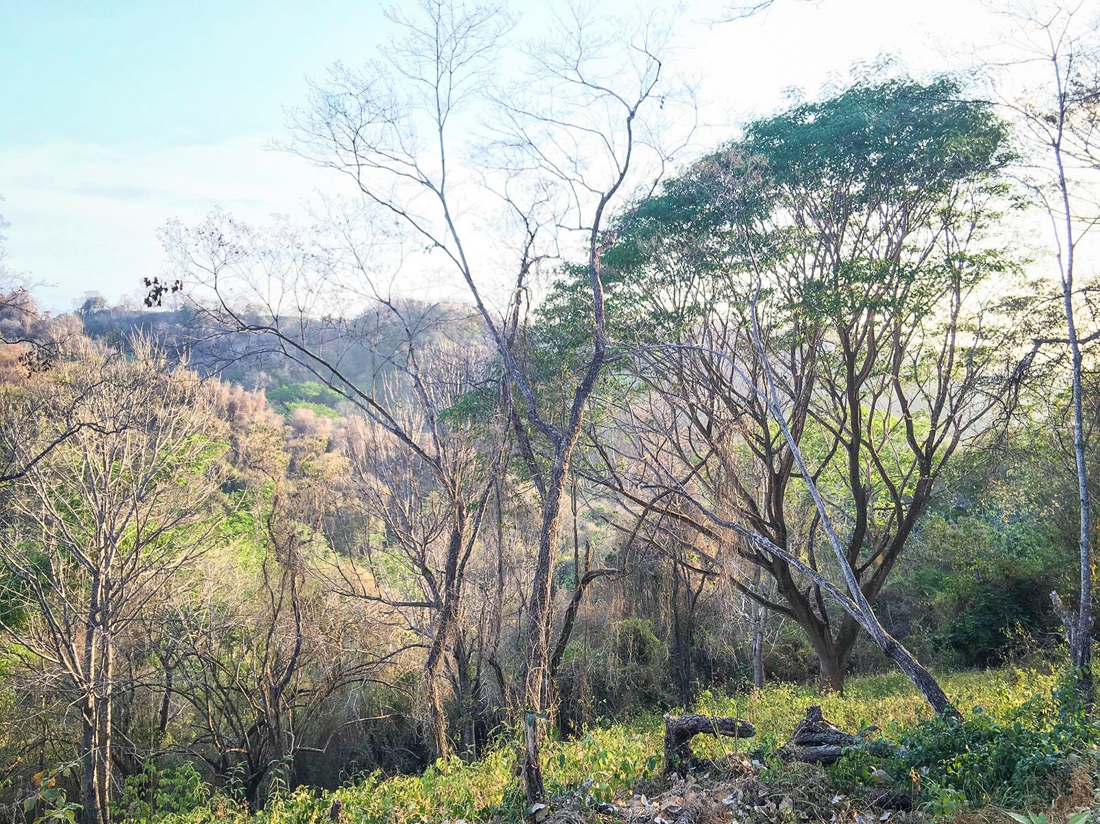 Santiago Jungle View Lot — photo 5 of 7