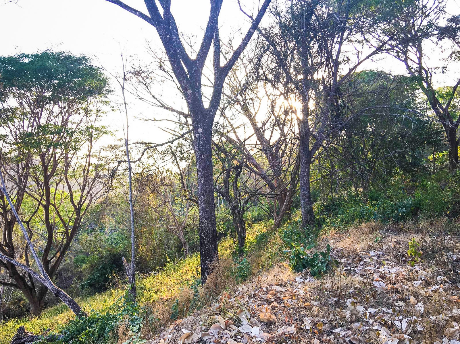 Santiago Jungle View Lot — photo 3 of 7