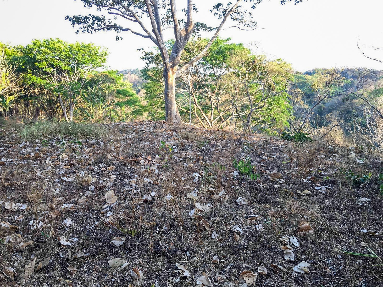 Santiago Jungle View Lot — photo 6 of 7