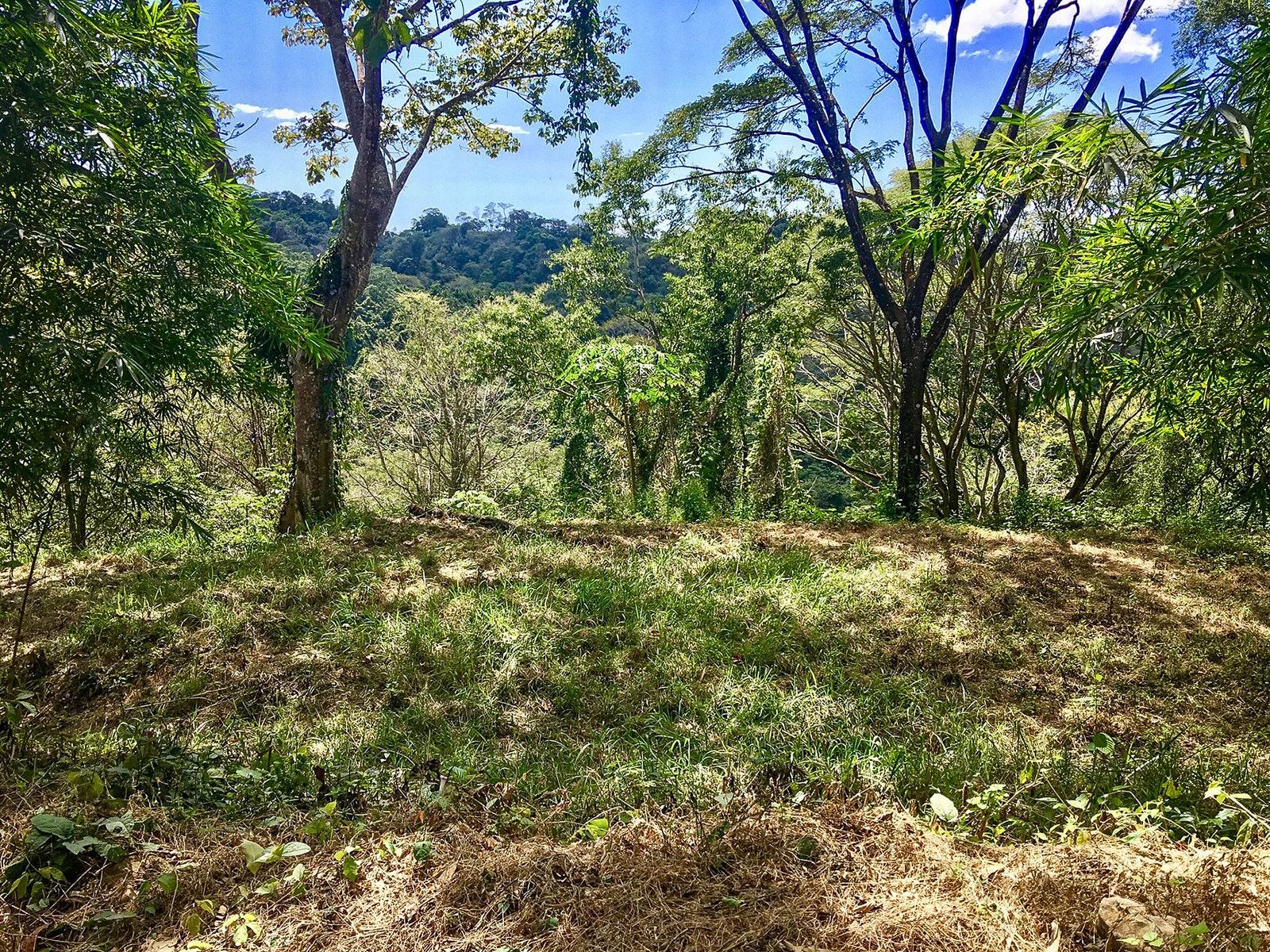 Santiago Jungle View Lot — photo 7 of 7