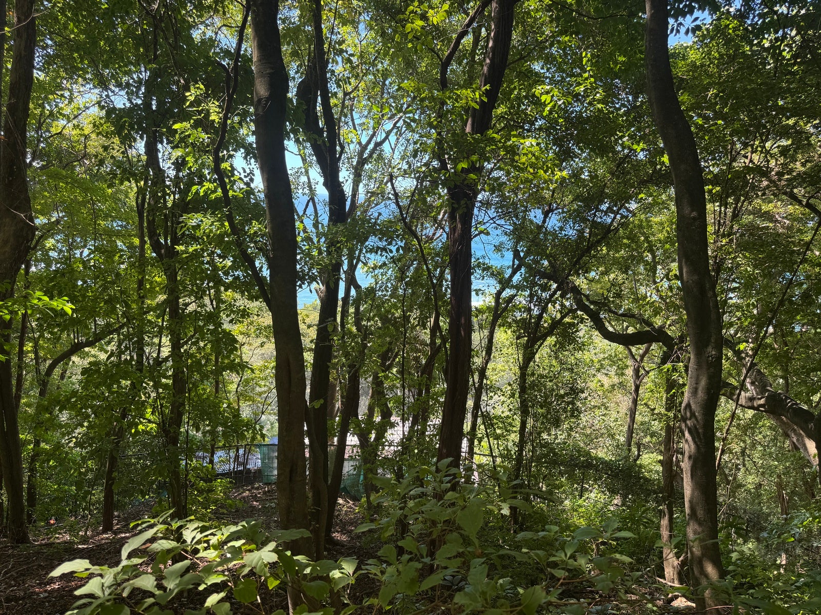 Commercial Ocean View Lot North Santa Teresa — photo 5 of 10