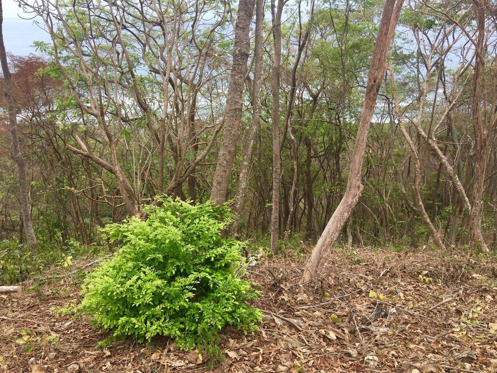 Commercial Ocean View Lot North Santa Teresa — photo 10 of 10