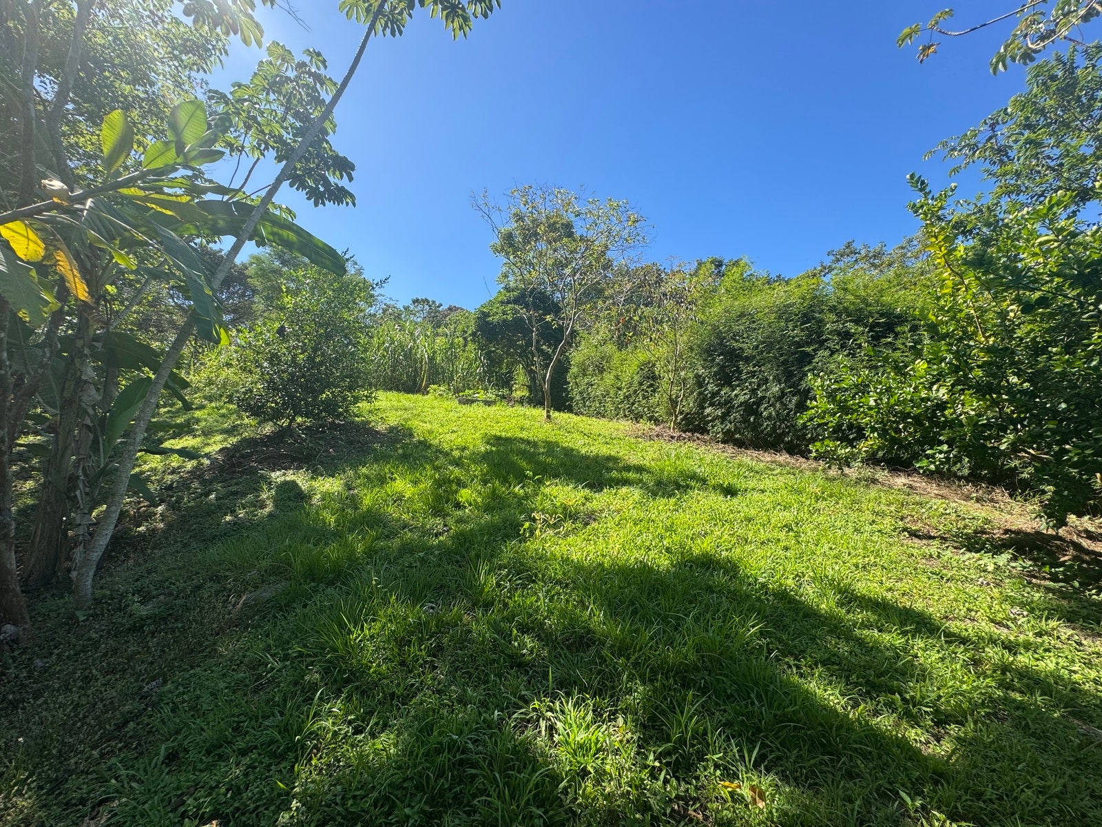 Beautiful Lot in La Palmita — foto 3 de 9