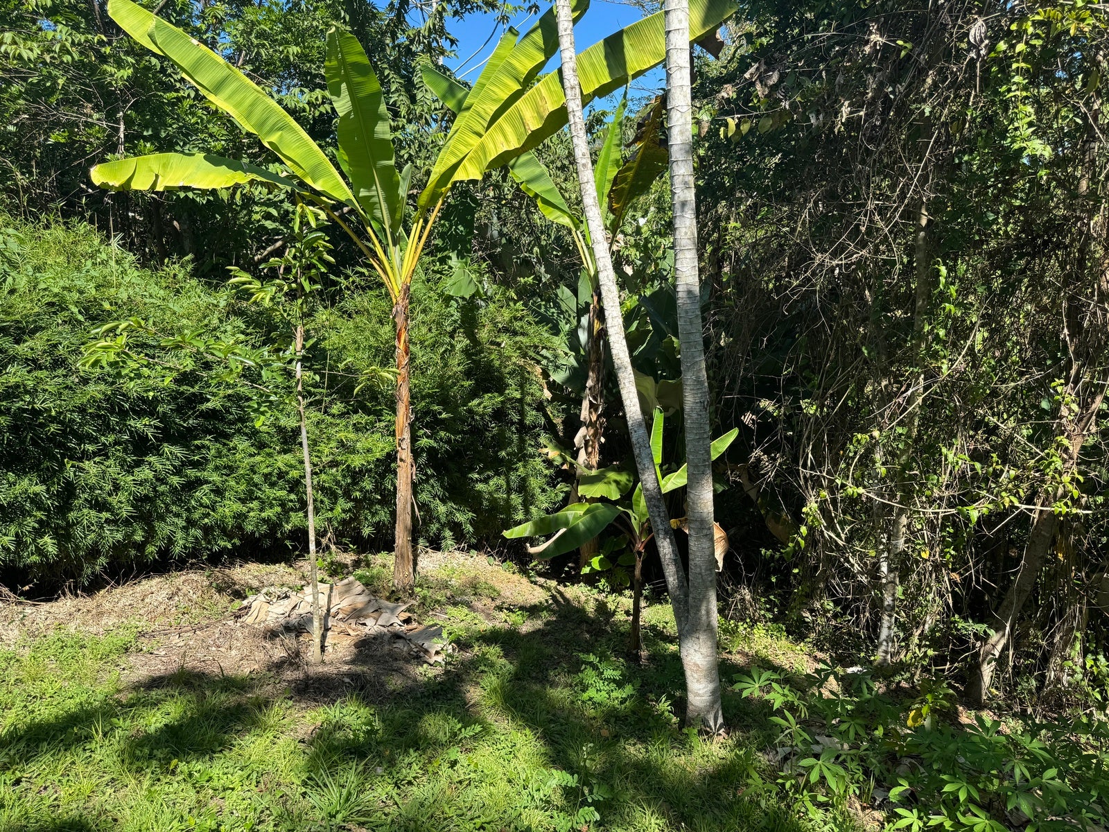 Beautiful Lot in La Palmita — foto 4 de 9