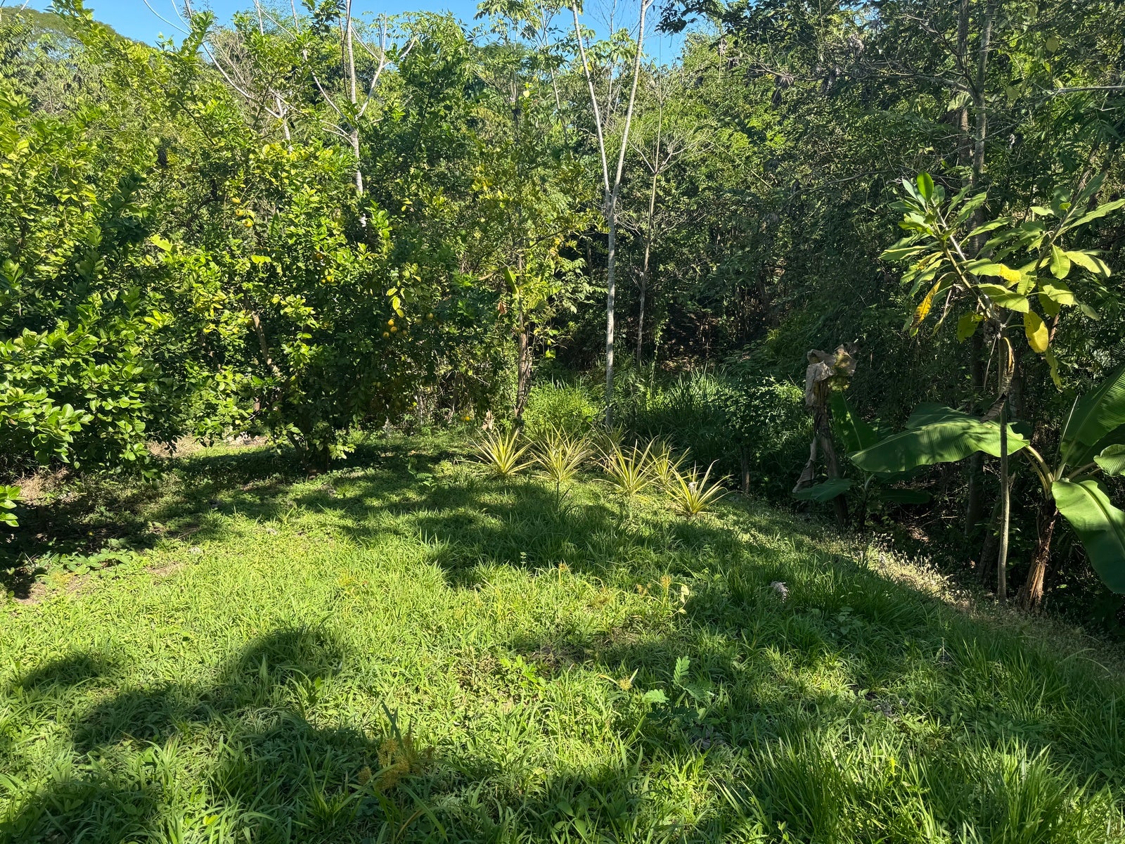 Beautiful Lot in La Palmita — foto 6 de 9