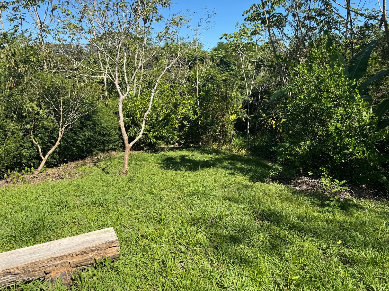 Beautiful Lot in La Palmita — foto 7 de 9