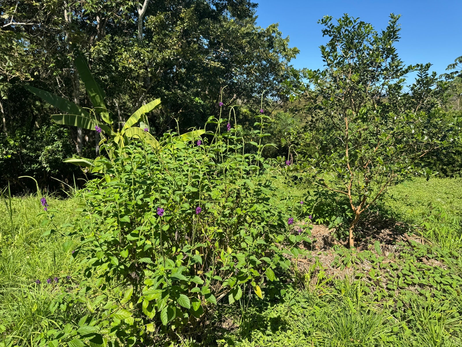 Mountain View Lot in La Palmita — photo 9 of 12