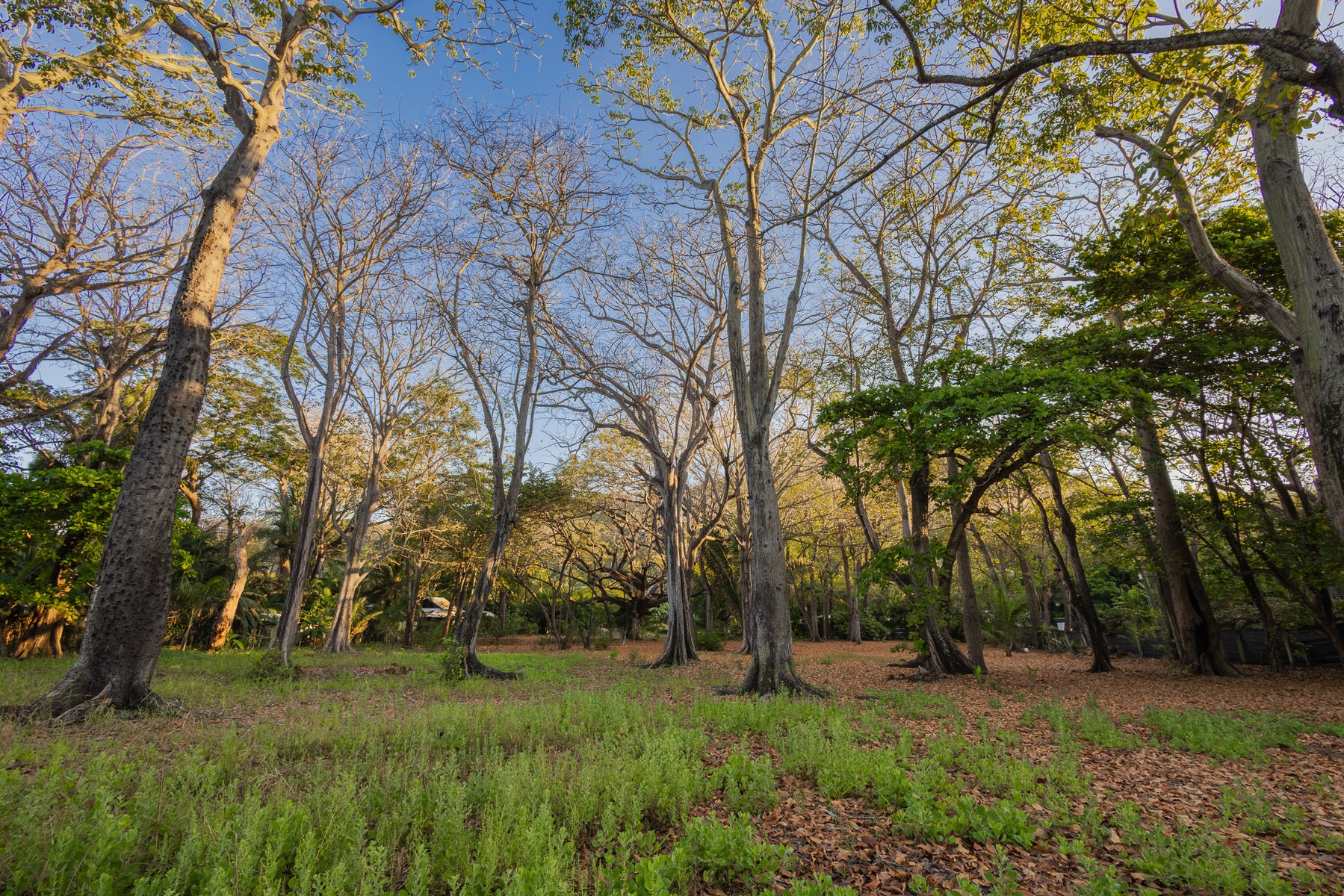 Prime Beachfront Land — photo 9 of 19