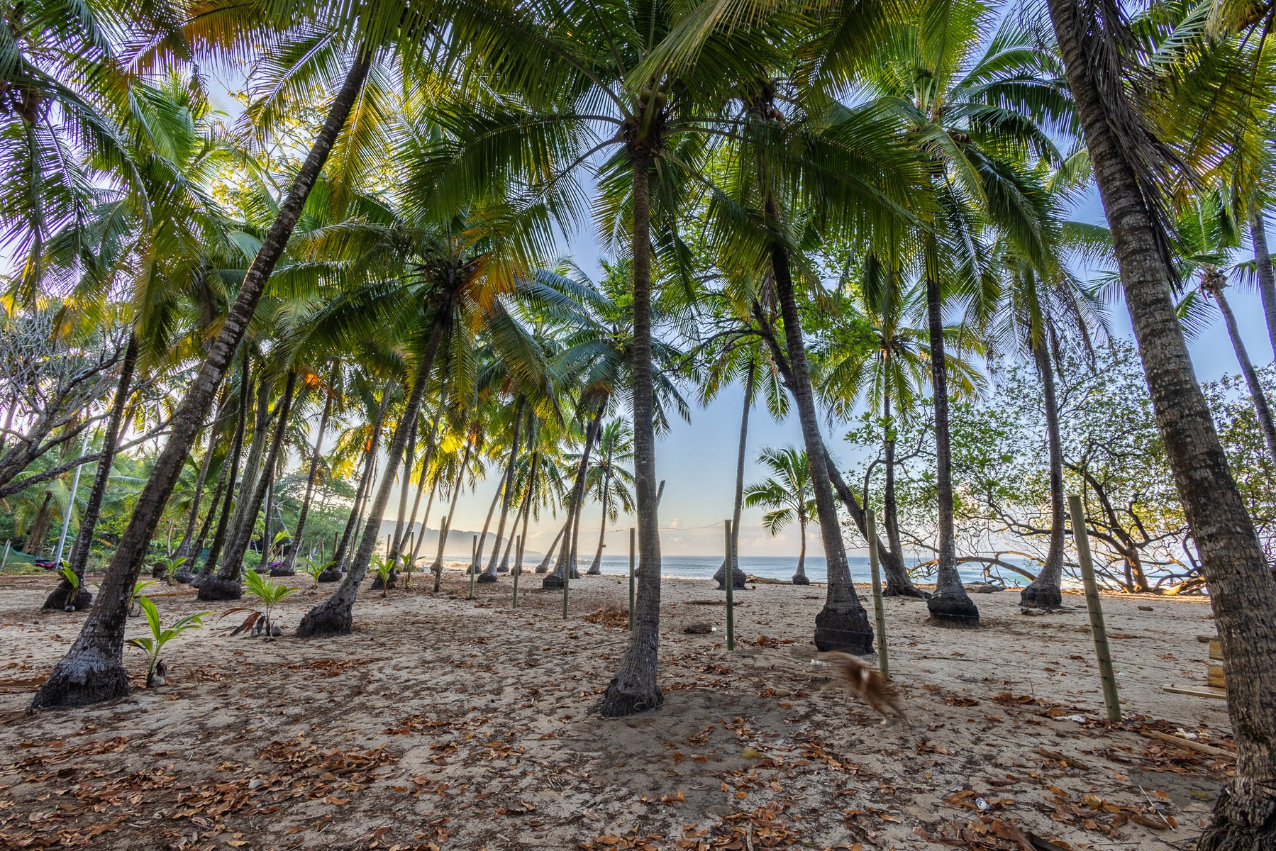 Prime Beachfront Land — photo 8 of 19