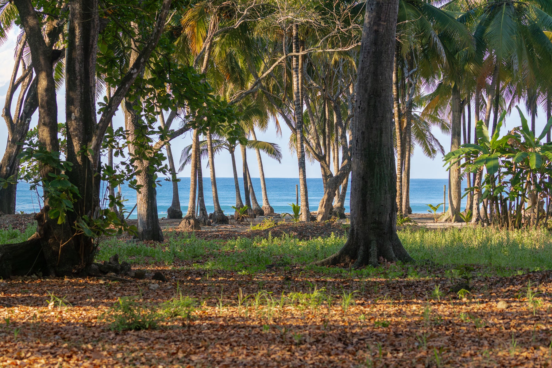 Prime Beachfront Land — photo 5 of 19