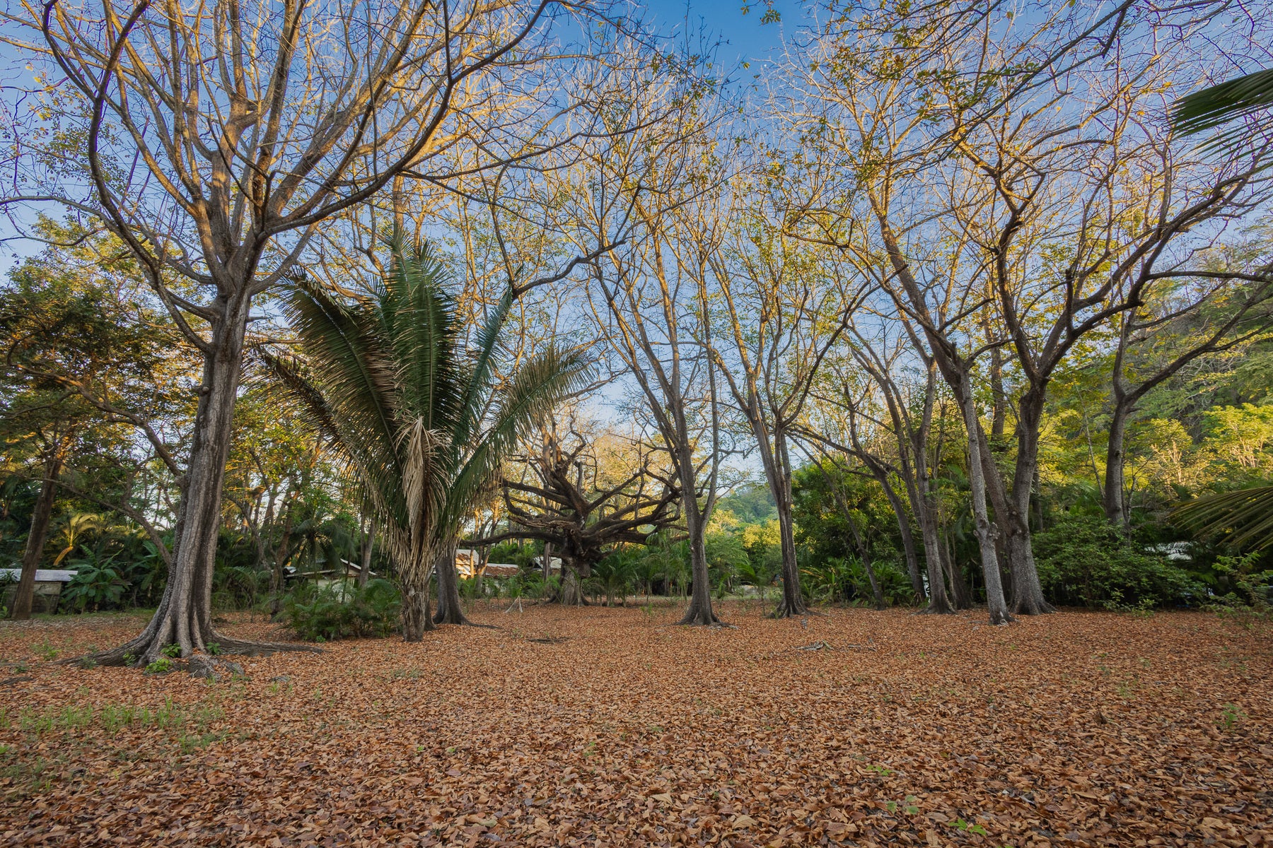 Prime Beachfront Land — photo 13 of 19