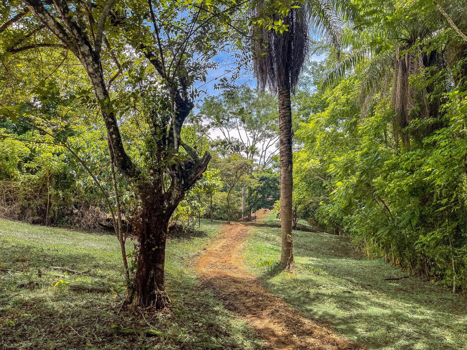 Jungle House With a Huge Field to Expand it — photo 3 of 16
