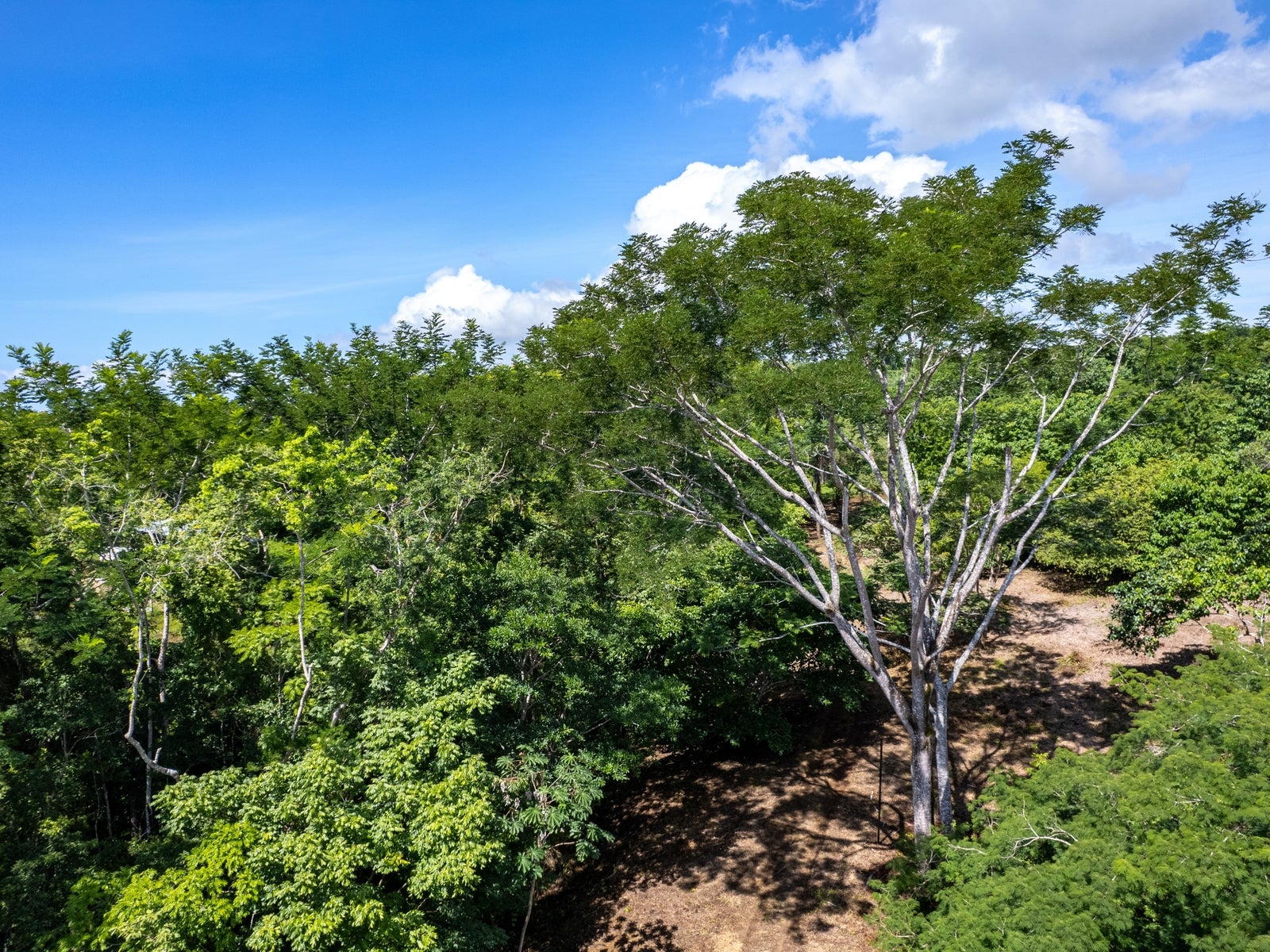 Jungle House With a Huge Field to Expand it — photo 16 of 16